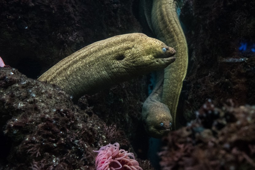 芝加哥谢德水族馆图片