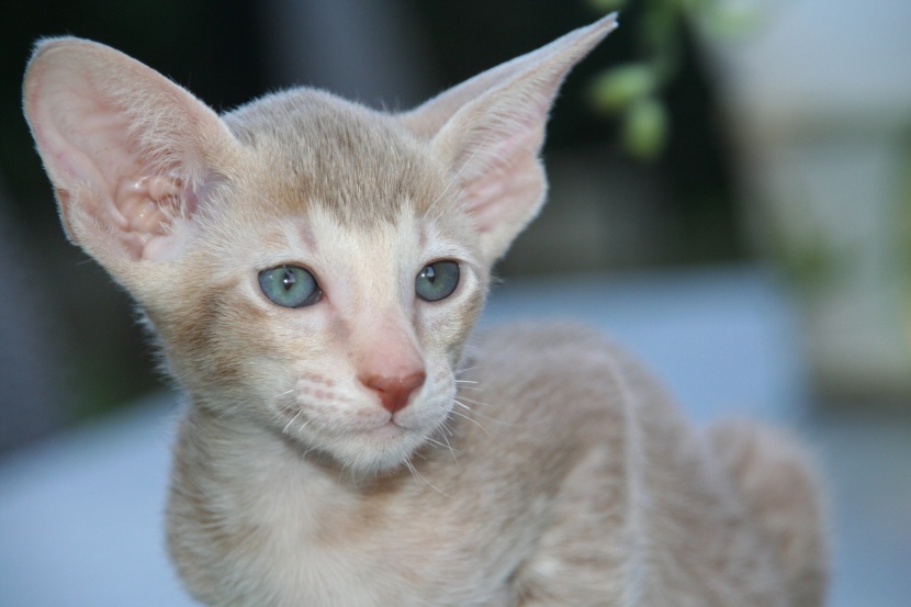 活泼好动的东方短毛猫图片