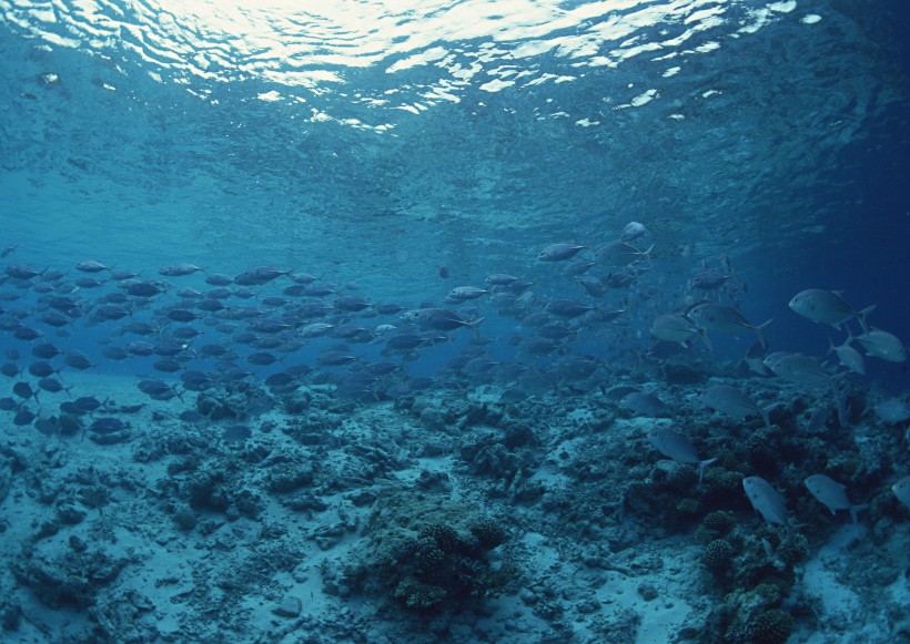 海底生物图片