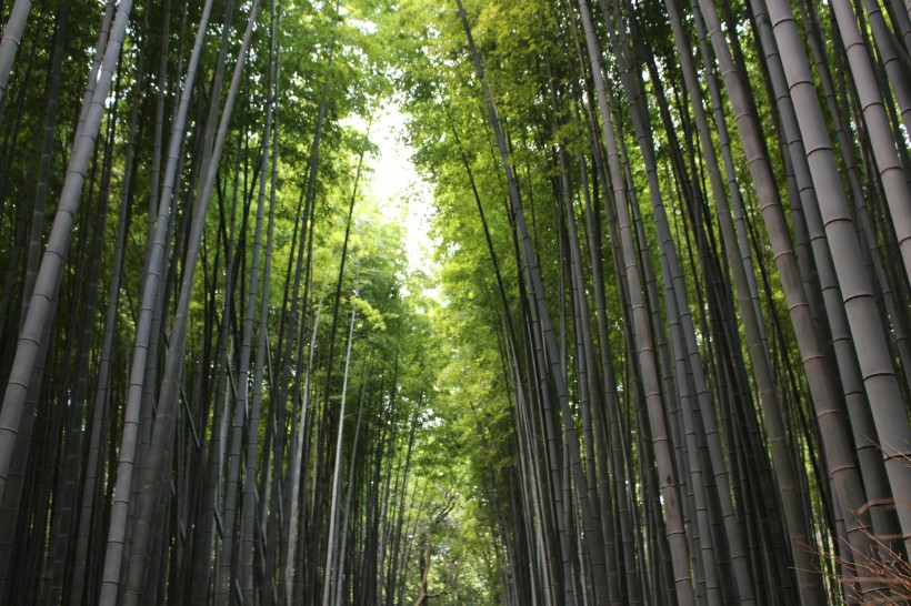 清逸优美的竹林图片