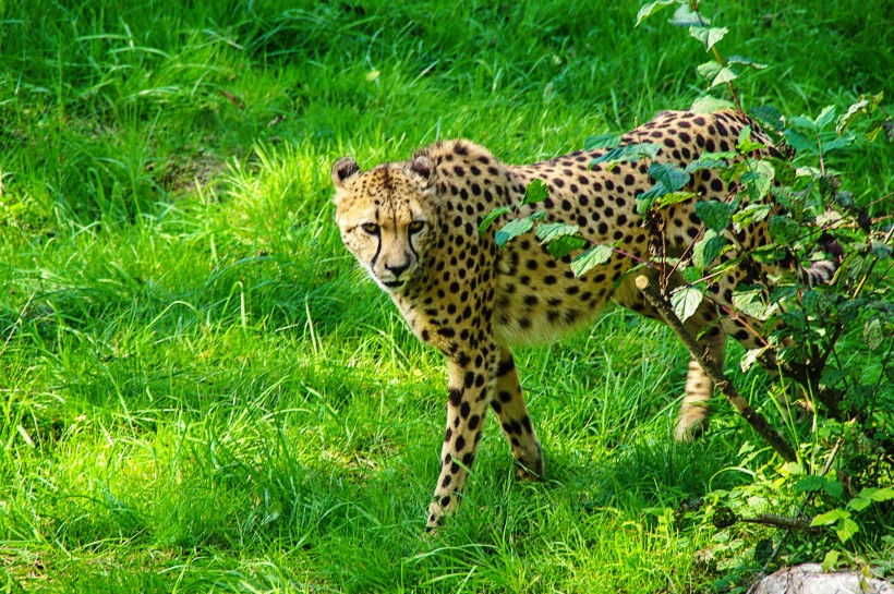 迅捷勇猛的野生猎豹图片