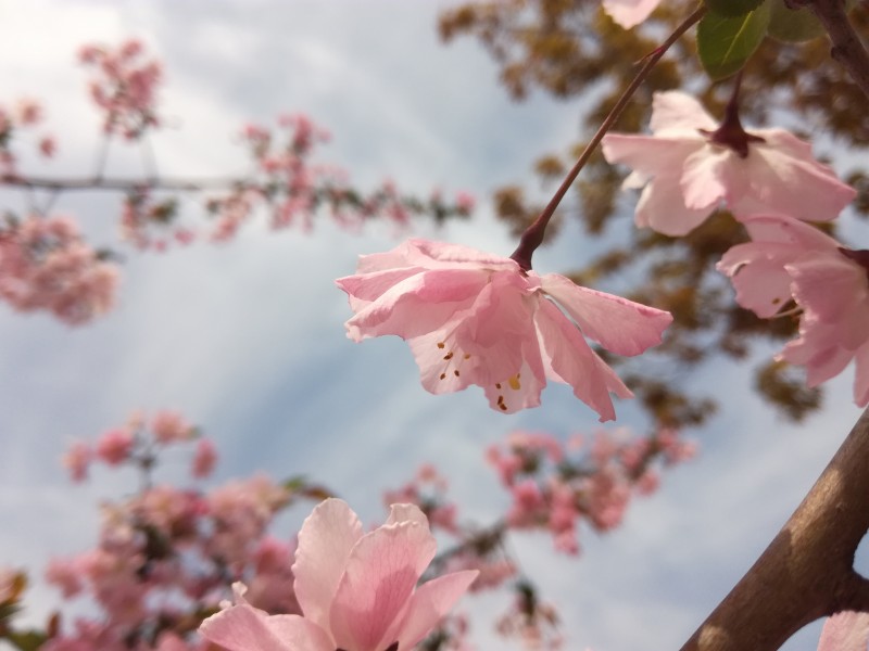 粉色的桃花图片