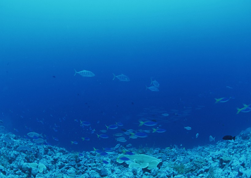 海底生物图片