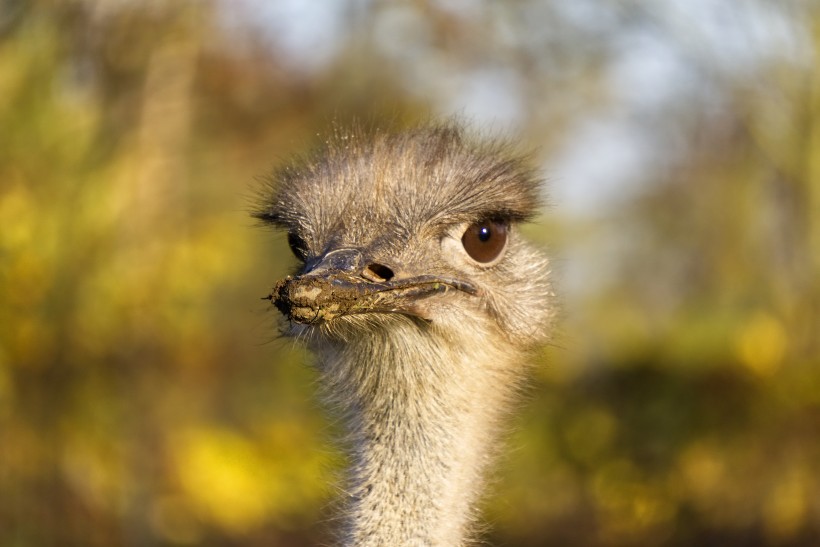 世界上最大的鳥類鴕鳥圖片