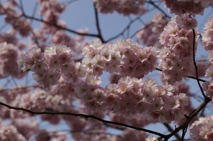 淡淡的粉红色梅花图片