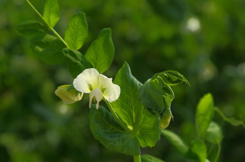 豌豆苗花圖片