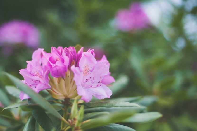 花色繁茂的杜鹃花图片