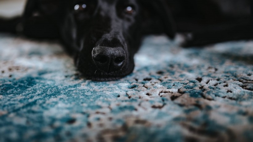 活泼忠诚的拉布拉多猎犬图片