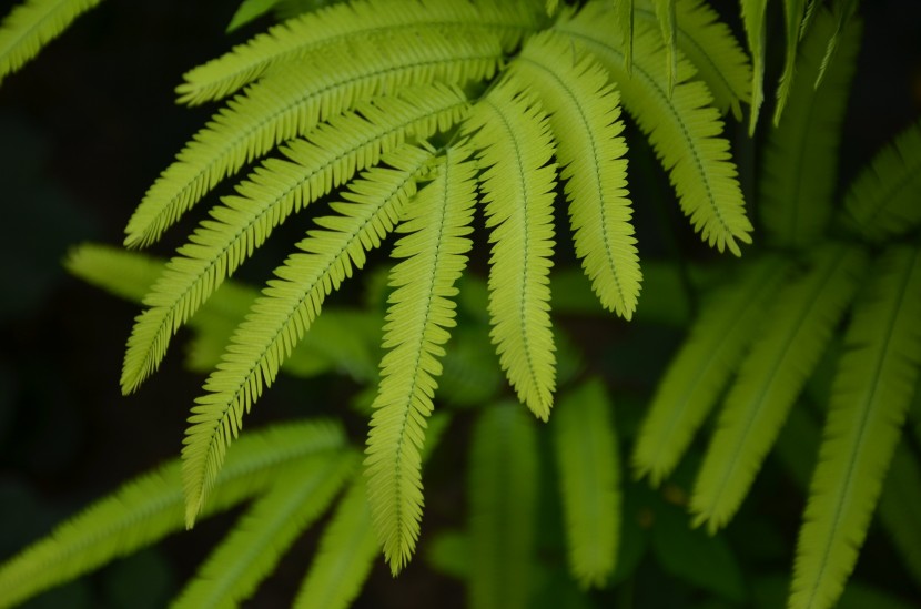 绿色蕨类植物图片