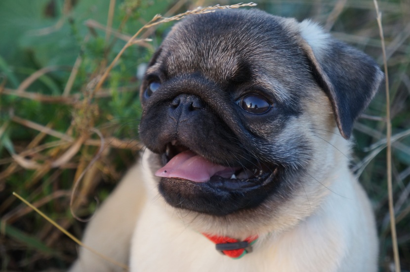 呆萌可爱的巴哥犬图片