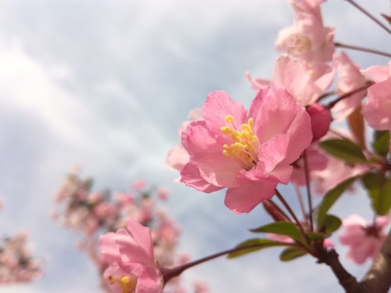 粉色的桃花图片