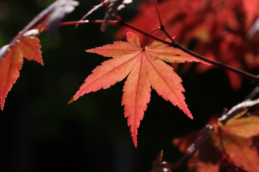 秋季唯美的红色枫叶图片