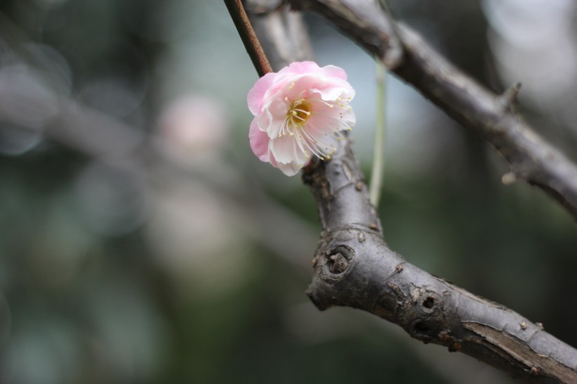 粉色的江梅花图片