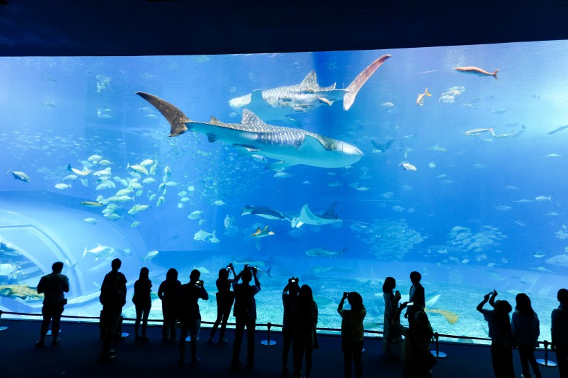 奇妙的水族馆图片