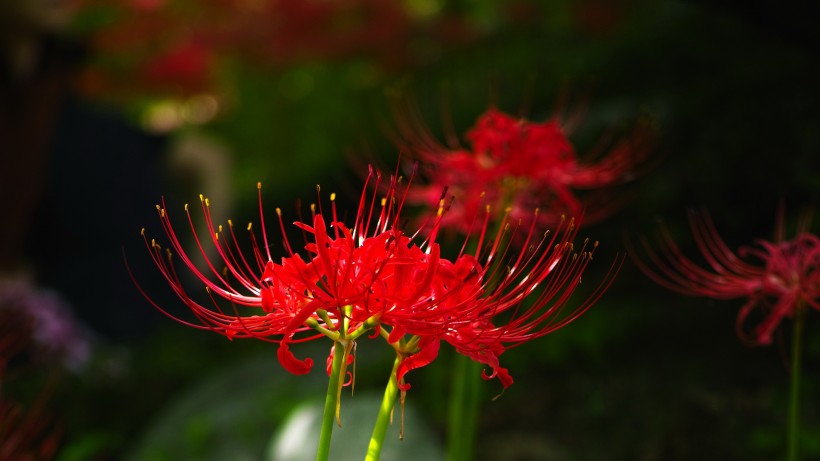 紅色妖艷的彼岸花圖片