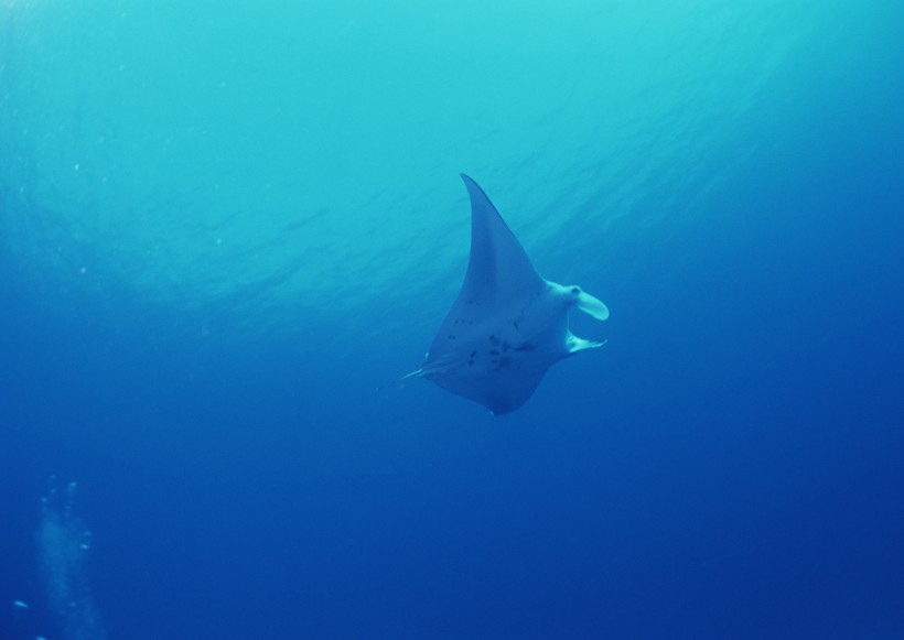 海底生物图片