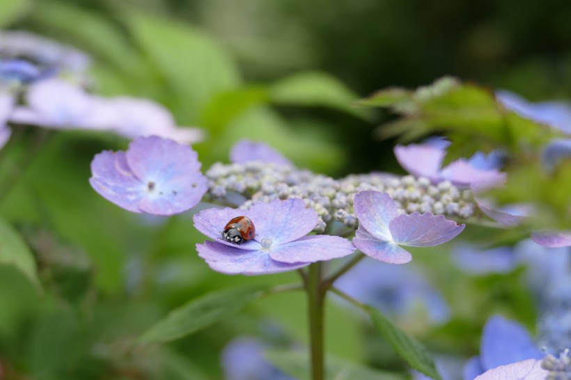 花團(tuán)錦簇的淡紫色八仙花圖片