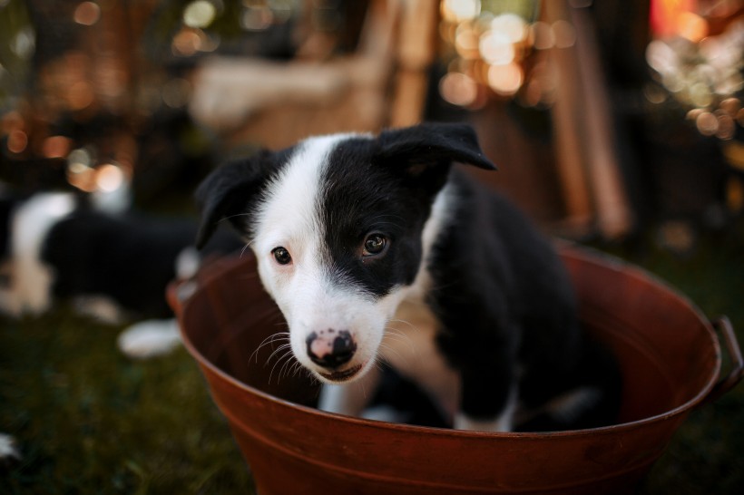 邊境牧羊犬幼崽圖片