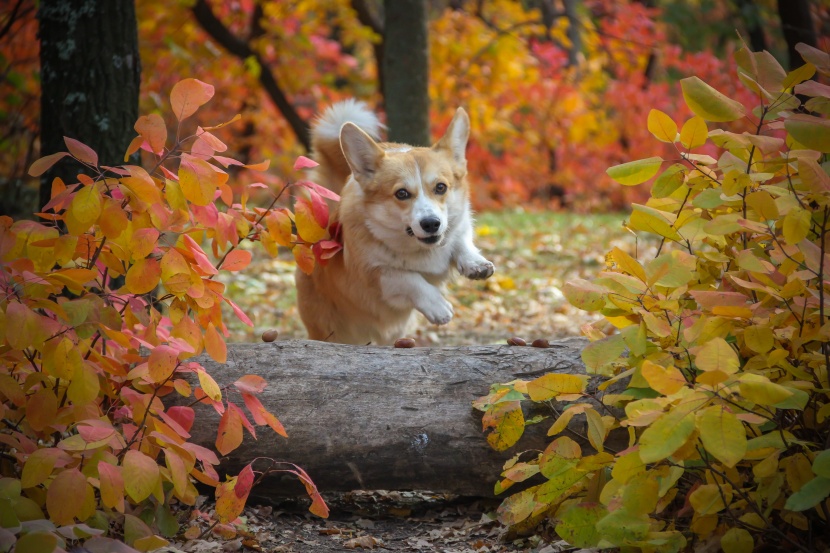 可爱的威尔士柯基犬图片