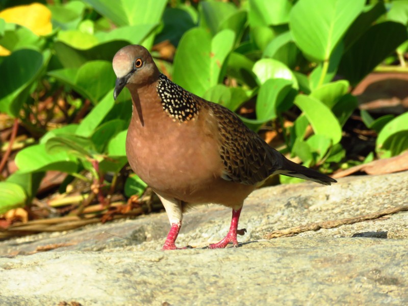 可愛的斑鳩圖片