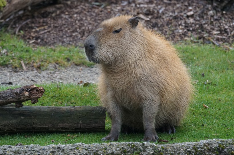 世界上最大的嚙齒動物水豚圖片