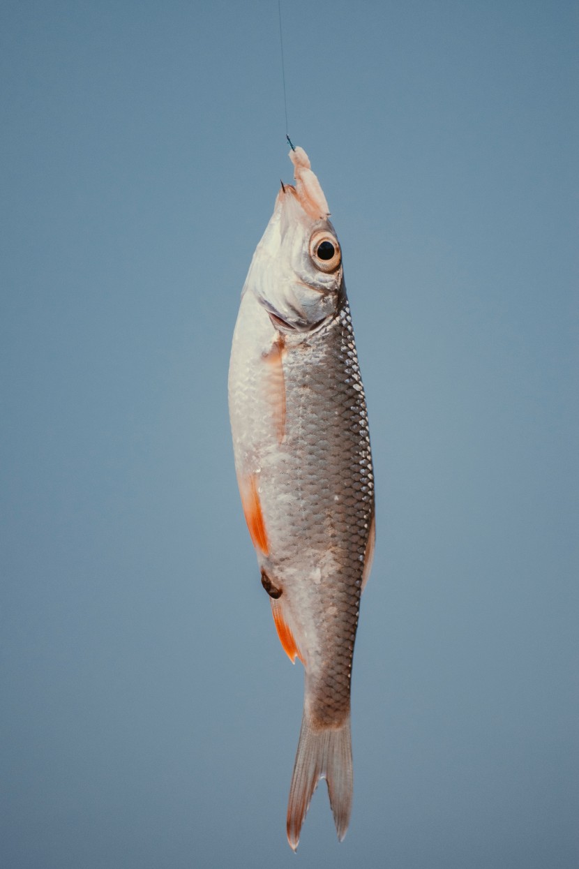 被釣起的野生魚圖片