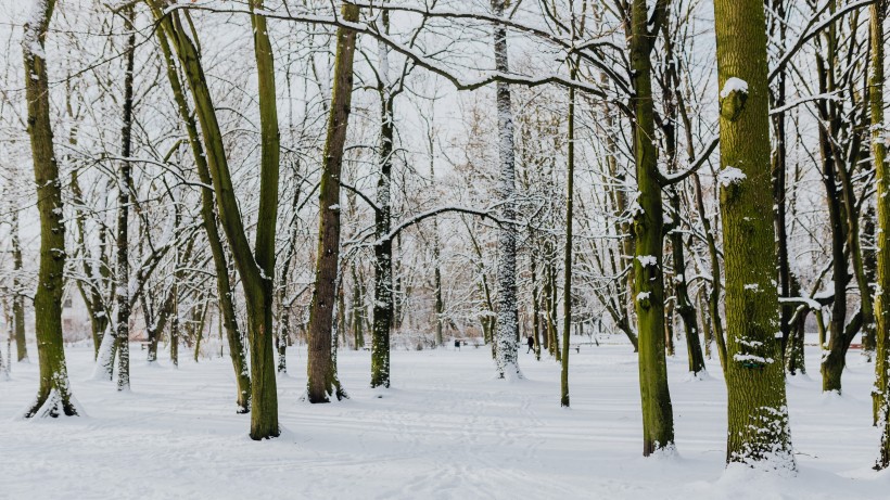 公园里的雪景图片