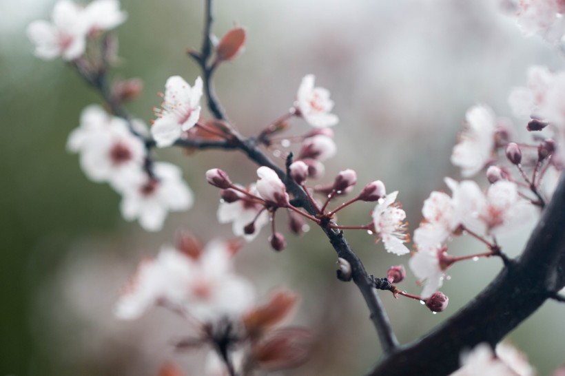 淡粉色樱花图片