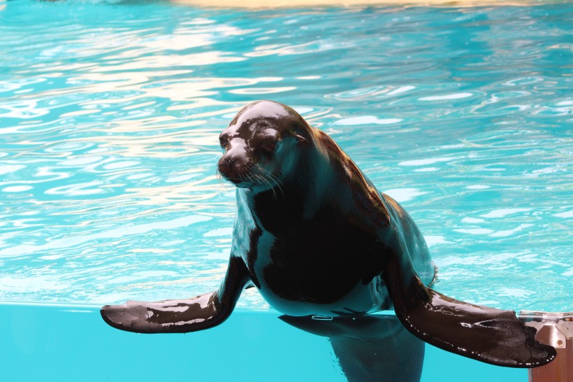  呆萌可爱的海狮图片
