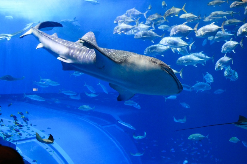 漂亮的水族馆海洋生物图片