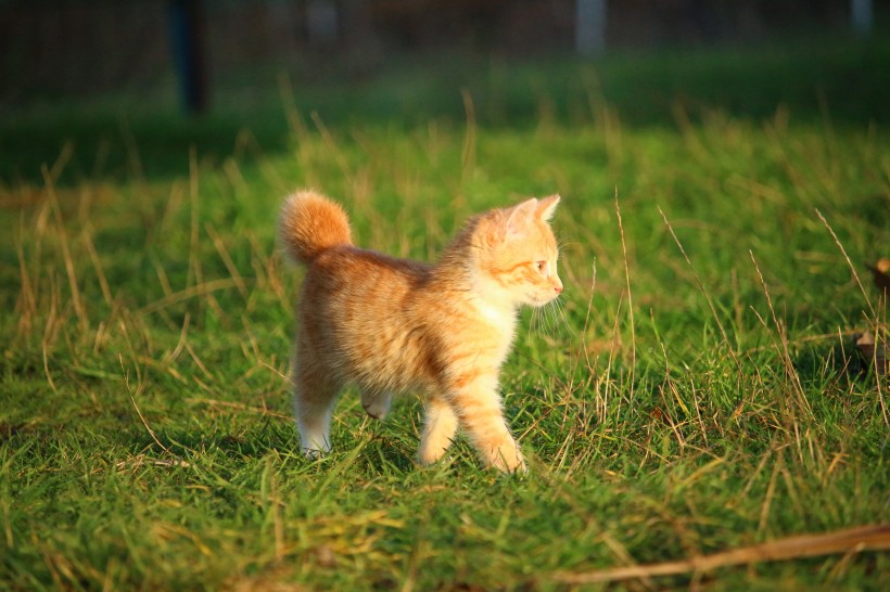 顽皮可爱的虎斑猫图片