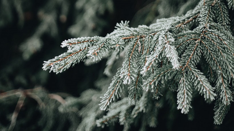 冰雪覆盖的植物图片