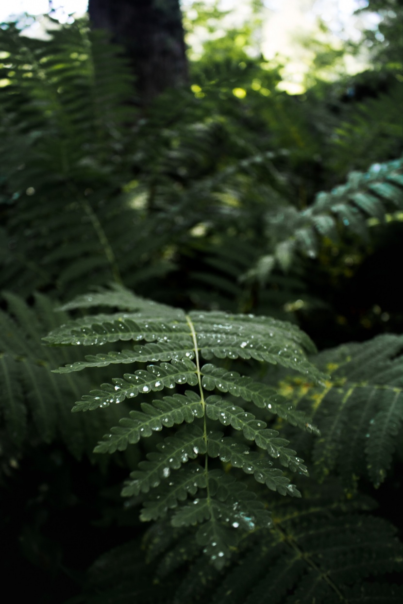 蕨类植物图片