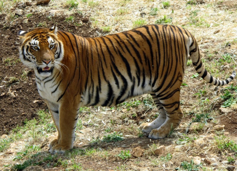 動物園里的老虎圖片