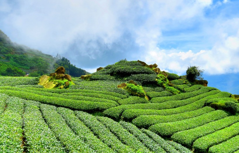 風景優(yōu)美的茶樹圖片