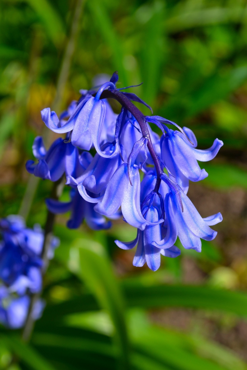 盛開的藍(lán)鈴花圖片