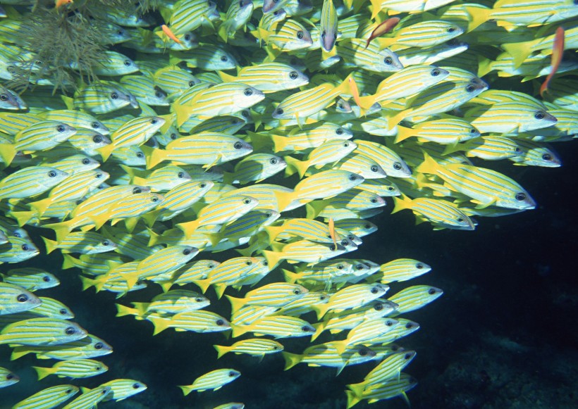 海底生物图片