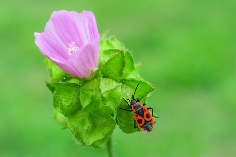 五颜六色娇柔的芙蓉花图片