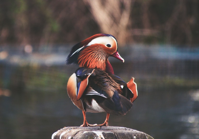 英國(guó)倫敦海德公園風(fēng)景圖片