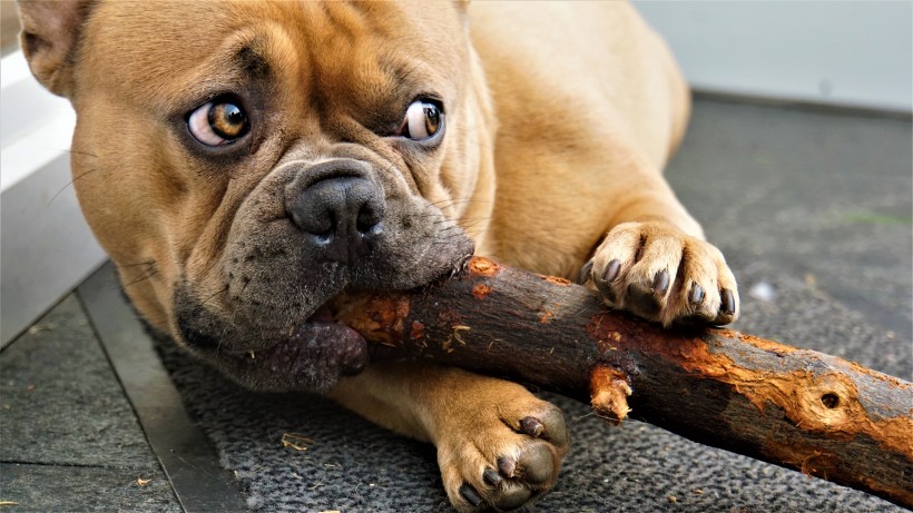 呆萌可愛的法國(guó)斗牛犬圖片