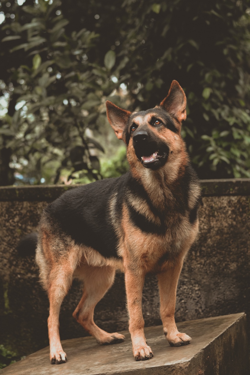 聪明敏捷的德国牧羊犬图片