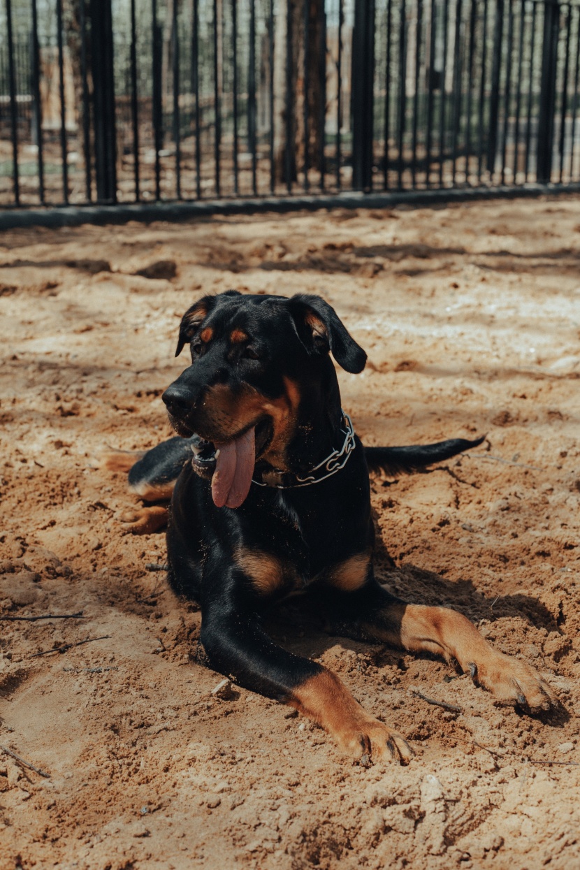 气势强悍的罗威纳犬图片