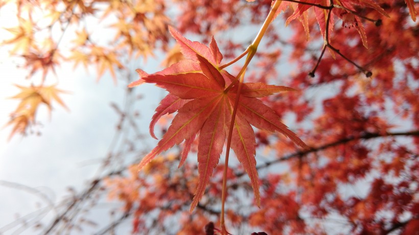 紅色的樹(shù)葉圖片