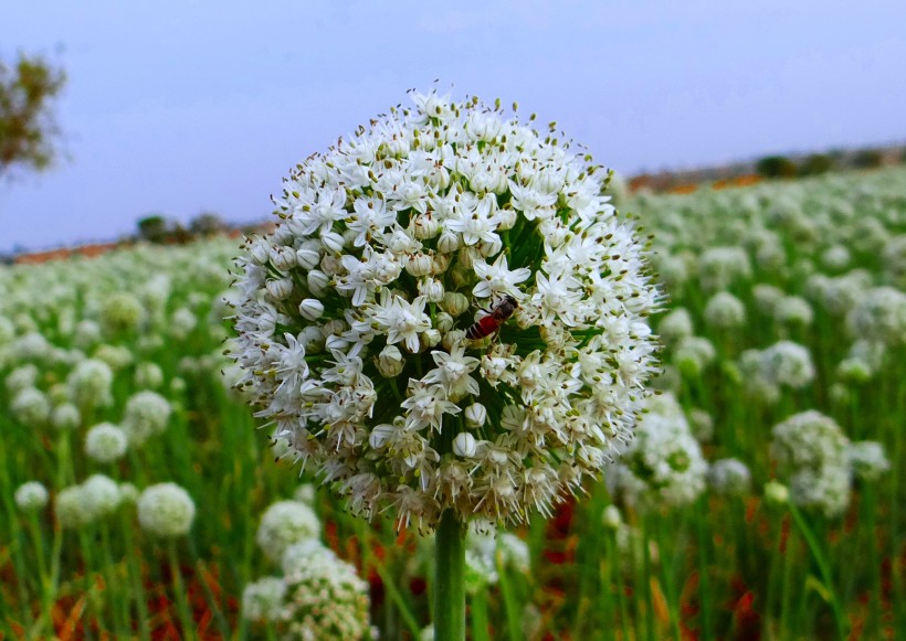 盛開的韭菜花圖片