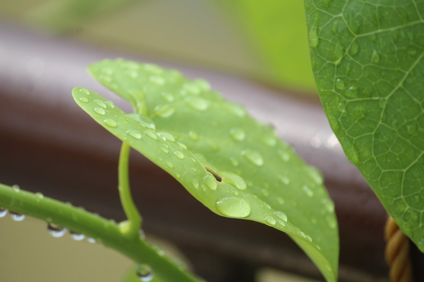 雨后的绿色植物图片