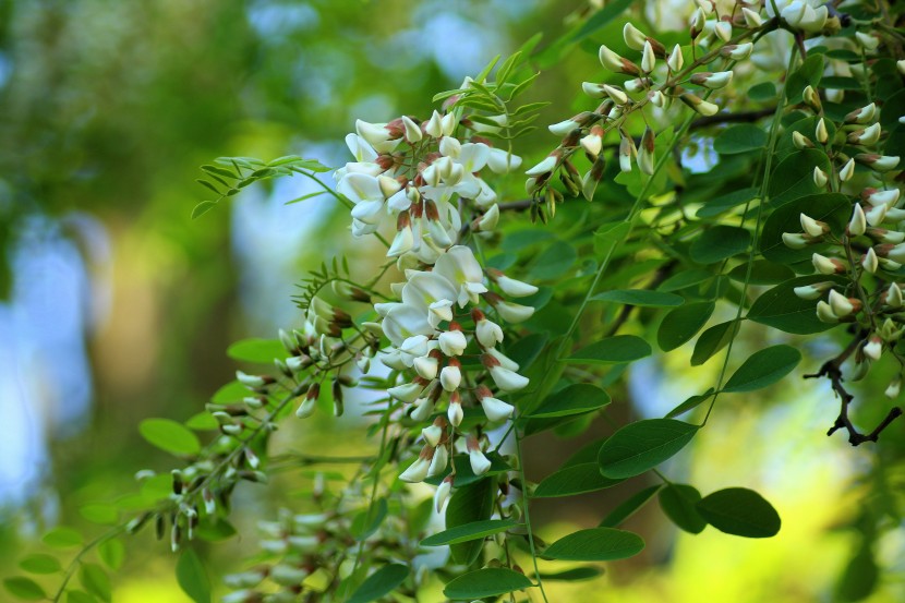 串串洁白的槐花图片