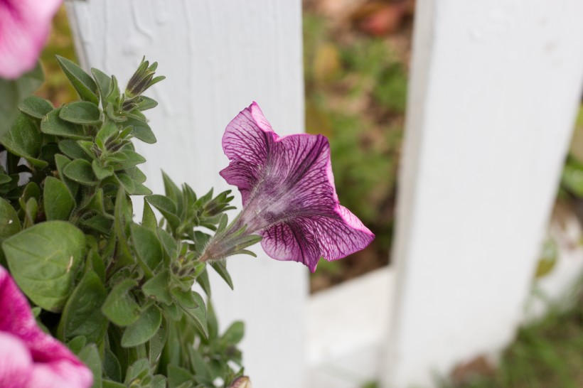 碧冬茄花圖片