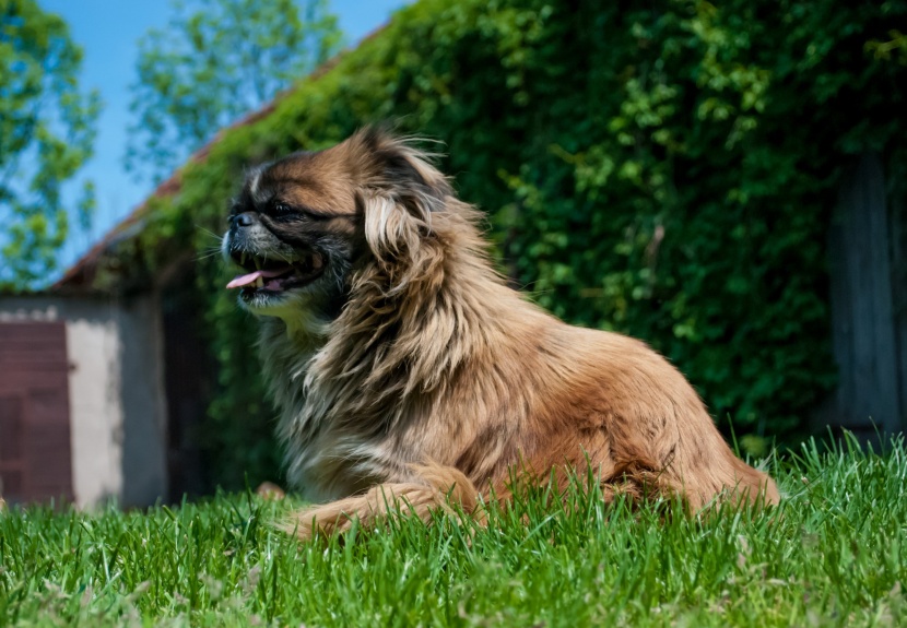 友善亲切的京巴犬图片