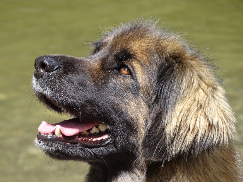 體型高大的蘭波格犬圖片