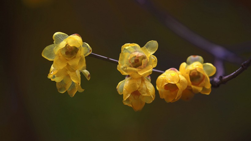 黃色臘梅花圖片